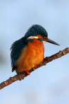 IJsvogel (Alcedo atthis), Den Oever